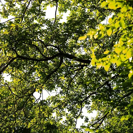 Barbuy - Natuurhuisje In - Bar - Zwem - Ontspan Chalet Durbuy